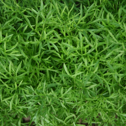 Picture of Coriander Confetti